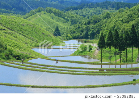 水稻種植景觀(大分) 水稻種植景觀(大分) 55082883