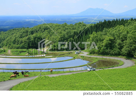 Rice planting scenery (Ogita) Rice planting scenery (Ogita) 55082885