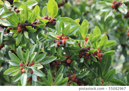 楊梅 楊梅 55082967