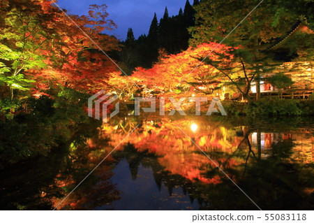Autumn leaves (light up) of Hosho-ji Temple 55083118