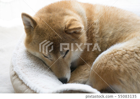 柴犬在沙發上小睡 55083135