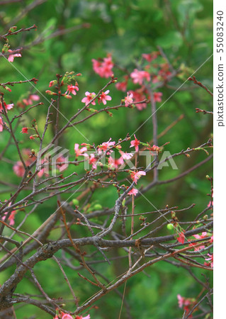 Beautiful Pink Cherry Cherry Blossom, Blooming 55083240