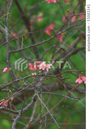 Beautiful Pink Cherry Cherry Blossom, Blooming 55083241