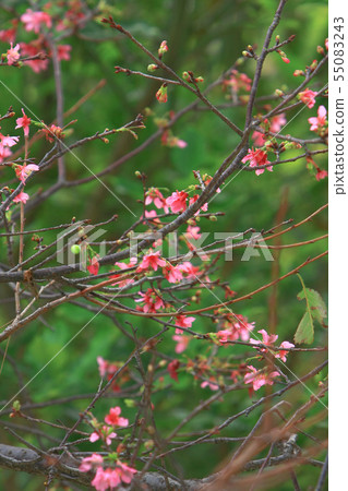 Beautiful Pink Cherry Cherry Blossom, Blooming 55083243