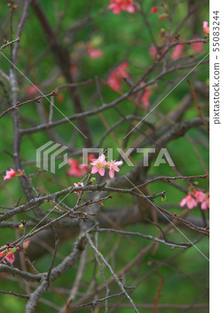 Beautiful Pink Cherry Cherry Blossom, Blooming 55083244