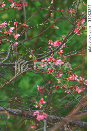 Beautiful Pink Cherry Cherry Blossom, Blooming 55083245
