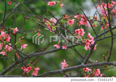Beautiful Pink Cherry Cherry Blossom, Blooming 55083247