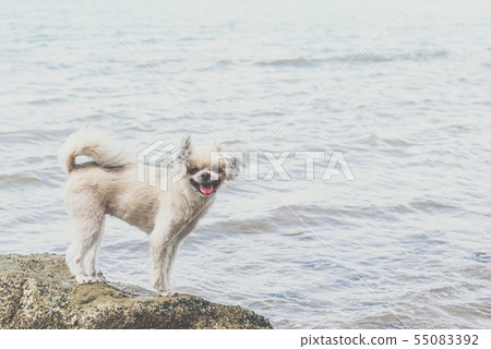 Dog happy fun on rocky beach when travel at sea Dog happy fun on rocky beach when travel at sea 55083392