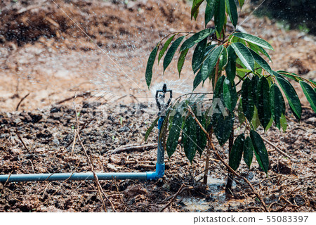 Durian seedling or sapling durian is king of fruit Durian seedling or sapling durian is king of fruit 55083397