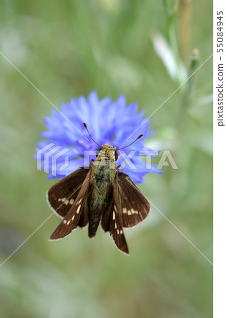 Flowering of cornflowers in the flower field, ichumongisheri, brown, white pattern, insect image material Flowering of cornflowers in the flower field, ichumongisheri, brown, white pattern, insect image material 55084945