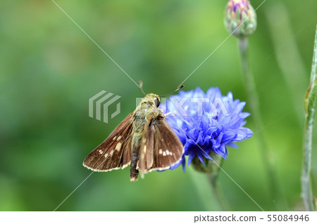Flower spotted cornflowers visited in a flower garden, brown, white pattern, insect image material Flower spotted cornflowers visited in a flower garden, brown, white pattern, insect image material 55084946