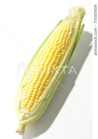 玉米 玉米 55085609
