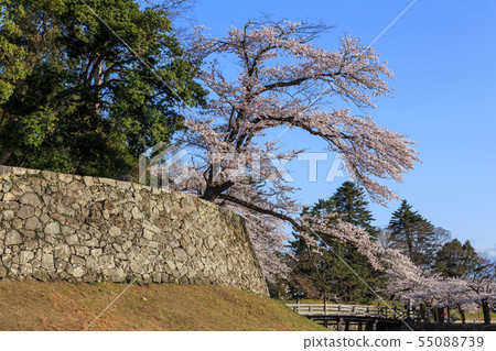 Early morning National Treasure Hikone Castle and Cherry Blossoms Early morning National Treasure Hikone Castle and Cherry Blossoms 55088739