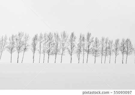 Beautiful outdoor nature landscape with group of tree branch in snow winter season Beautiful outdoor nature landscape with group of tree branch in snow winter season 55093097