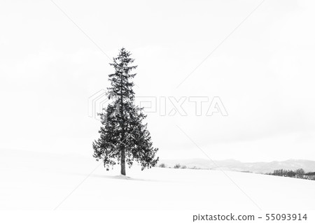 Beautiful outdoor nature landscape with alone christmass tree in snow winter weather season 55093914