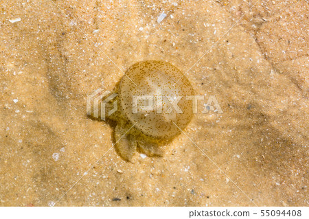 Jellyfish by the sea Jellyfish by the sea 55094408