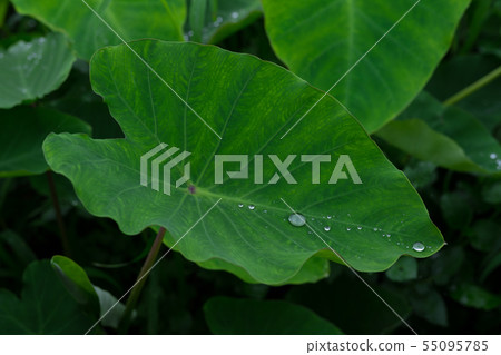 芋葉水滴 芋葉水滴 55095785