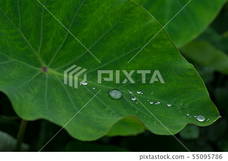 芋葉水滴 芋葉水滴 55095786