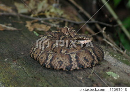 打包金槍魚的Mamushi 55095948