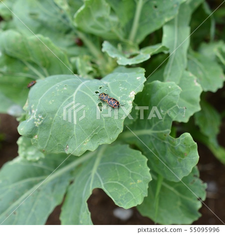 十字花葉牡丹大量，黑到紅，交配海龜，昆蟲圖像素材 55095996