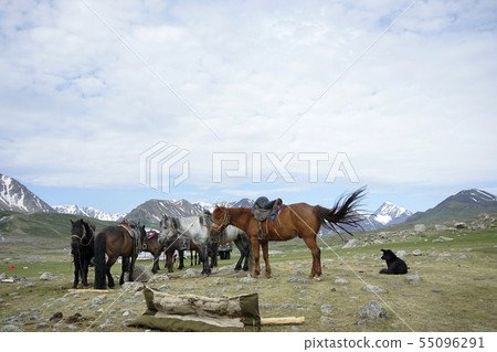 Horse of Mongolian grassland Horse of Mongolian grassland 55096291
