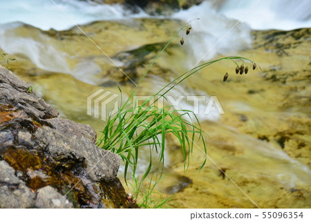 Cool early summer landscape Cool early summer landscape 55096354