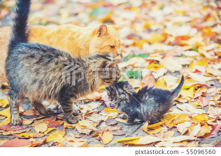 Mother cat with little kitten 55096560