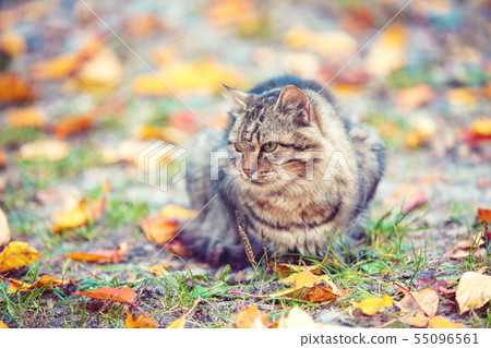 Siberian cat sitting on fallen leaves 55096561