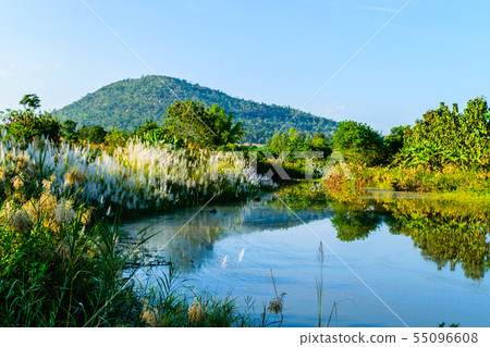 Reed grass along the canal 55096608