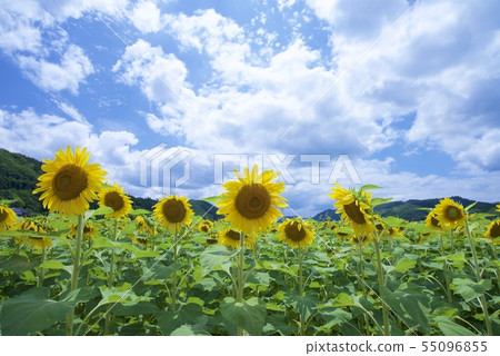 Nanko Sunflower Festival的向日葵（佐賀郡佐用郡，兵庫縣） 55096855