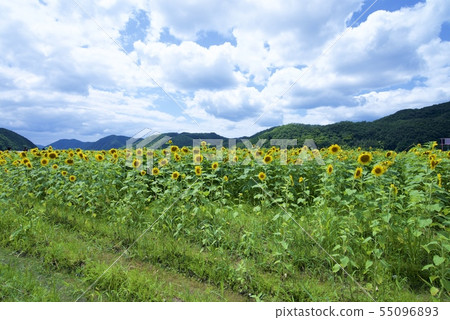 Nanko Sunflower Festival的向日葵（佐賀郡佐用郡，兵庫縣） 55096893