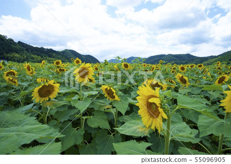 Nanko Sunflower Festival的向日葵(佐賀郡佐用郡,兵庫縣) Nanko Sunflower Festival的向日葵(佐賀郡佐用郡,兵庫縣) 55096905