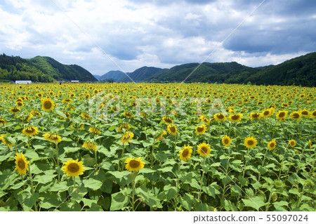 Nanko Sunflower Festival的向日葵（佐賀郡佐用郡，兵庫縣） 55097024