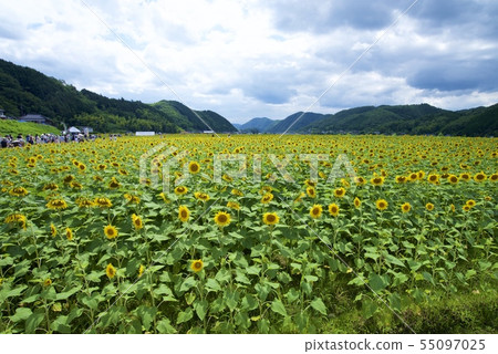 Nanko Sunflower Festival的向日葵(佐賀郡佐用郡,兵庫縣) Nanko Sunflower Festival的向日葵(佐賀郡佐用郡,兵庫縣) 55097025