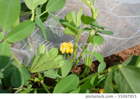 一朵黃色花用花生 第一個領域 家庭菜園 菜圖像材料 照片素材 圖片 圖庫