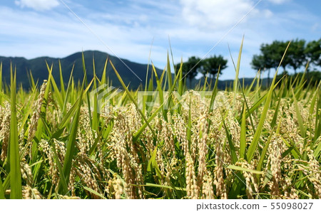 Scenery with rice scoop tree 55098027
