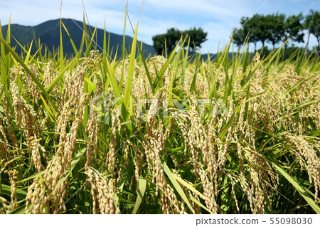 Scenery with rice scoop tree 55098030