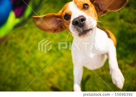 Dog beagle jumps to grab a toy Dog beagle jumps to grab a toy 55098392