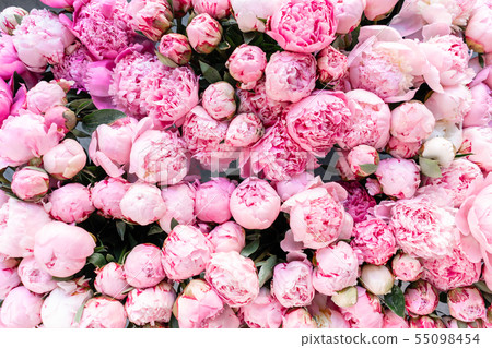 Pink peonies in a plastic container or bucket. Online store. Floral shop and delivery concept. Pink peonies in a plastic container or bucket. Online store. Floral shop and delivery concept. 55098454
