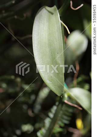 Vanilla leaves Vanilla leaves 55098455