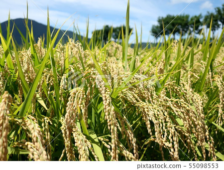 Scenery with rice scoop tree 55098553