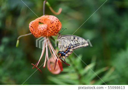 Kageha和Oni Yuri 55098613