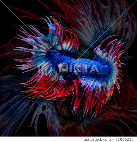 Betta fish  red hellboy in the aquarium black blac 55099233