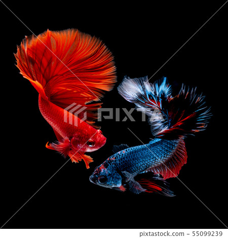 Betta fish red hellboy in the aquarium Betta fish red hellboy in the aquarium 55099239