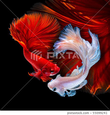 Betta fish red hellboy in the aquarium black blac Betta fish red hellboy in the aquarium black blac 55099241