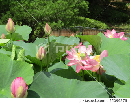 Ogajas的桃紅色花和芽在千葉公園的 55099276