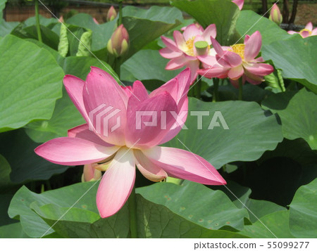 Ogajas桃紅色花在千葉公園的 55099277