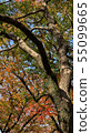 Autumn leaves 55099665