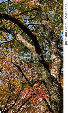 Autumn leaves Autumn leaves 55099665