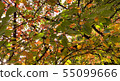 Autumn leaves 55099666